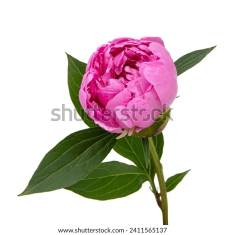Beautiful fresh peony flower with leaves on white background