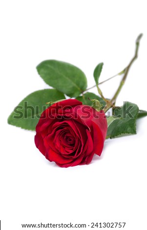 red rose flower close-up isolated on white clipping path included