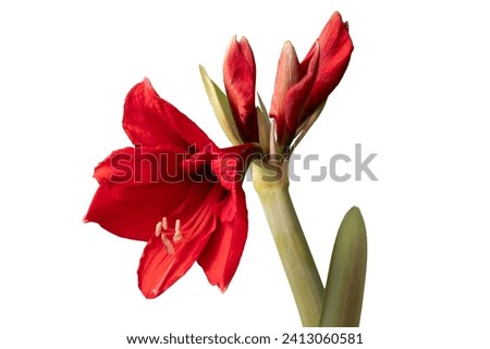 Amaryllis flower with a few buds isolated on a white background