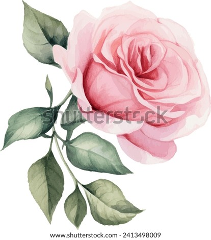 Watercolor rose flower clipart. Watercolour floral illustration