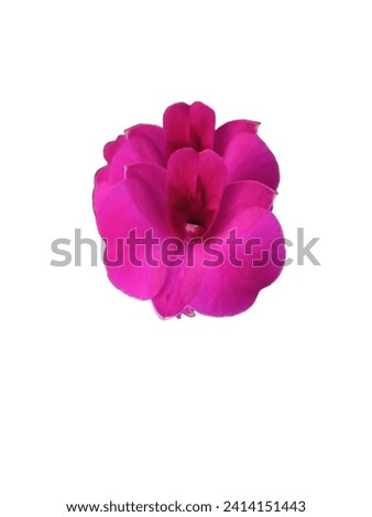 Orchid flower isolated on white background, beautiful flower vector illustration.