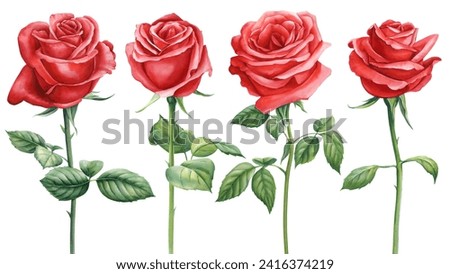 Red rose beautiful flower, isolated white background, watercolor botanical painting floral illustration. Flower leaf set