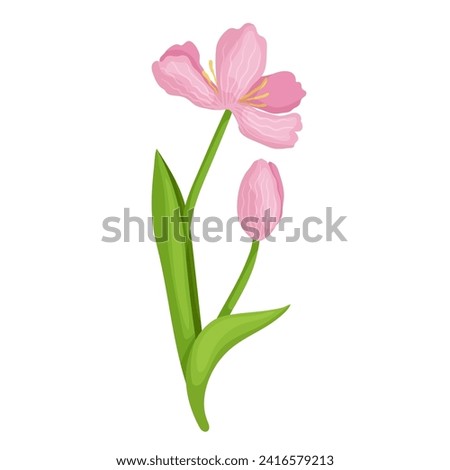 Colorful spring pink tulip flower. Vector graphics.