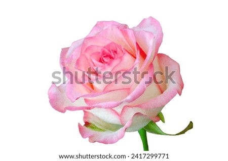 Rose of soft pink color, close-up isolated on a white background