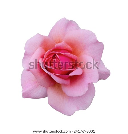Fresh beautiful pink rose isolated on a white background. Detail for creating a collage