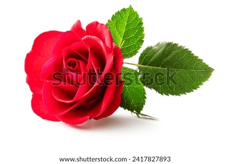 Flowers: Red Rose Isolated on White Background