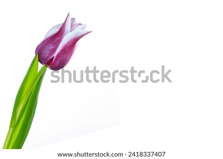 Bouquet. Greeting card. spring flowers tulips isolated on white background. floral collection. 