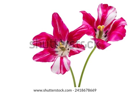 tulip flower isolated on white background
