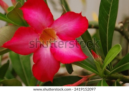 Close-up view of red adenium obesum flowers in the garden