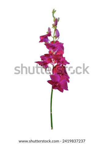 Purple Pink Phalaenopsis Isolated on White Background