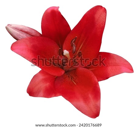 Watercolor red  flower.  Lily  on  a  white isolated background with clipping path.  Closeup. For design.  Nature