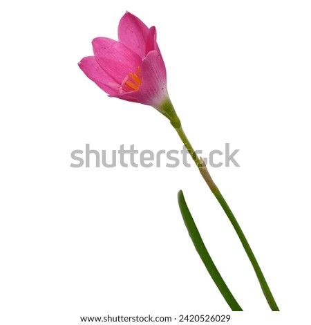rain lily plant with pink color and white background