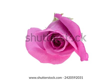 lilac rose isolated on white background
