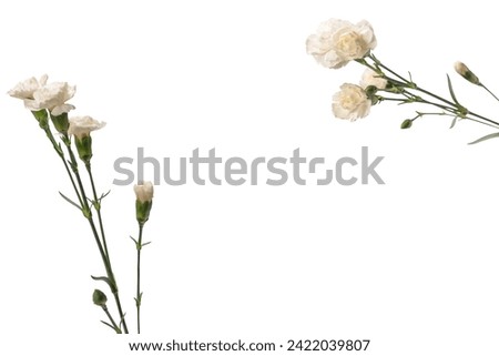 White beautiful carnation flower isolated on a white background. 