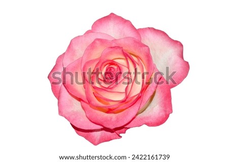 One rose flower close-up, isolated on a white background
