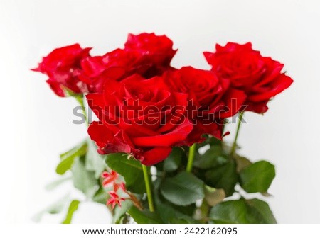 Red rose flowers close up on white background