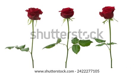 red roses on a white isolated background