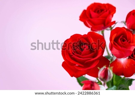 Red roses in red vase isolated on pink background
