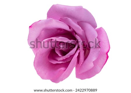 lilac rose isolated on white background