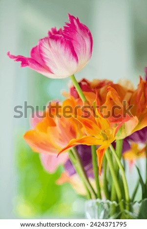 spring tulips in the vase