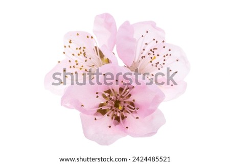 pink sakura flowers isolated on white background
