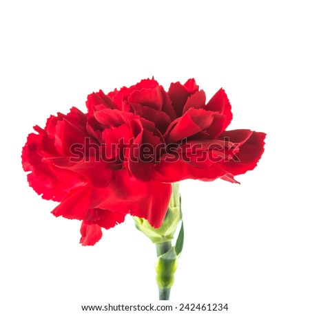 Red flower isolated on white background