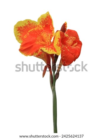 Canna Lily or India Short Plant or India Shoot or Bulsarana flower. Close up exotic orange- yellow flower isolated on white background.