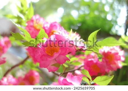 Peach blossom flower bokeh blur  background. Pink Apricot spring flowers pattern of traditional new year vietnamese. plastic or fabric artificial flowers