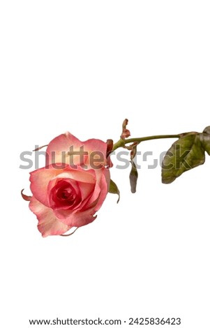 Pink and white  beautiful rose isolated on a white background. 