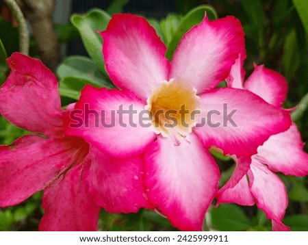 pink Cambodian Japanese flowers blooming