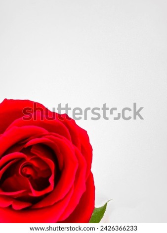 Close up of vibrant one red rose on white background with space for text. Perfect for romantic occasions, floral designs. can be used for romantic greeting cards, wedding invitations, floral business