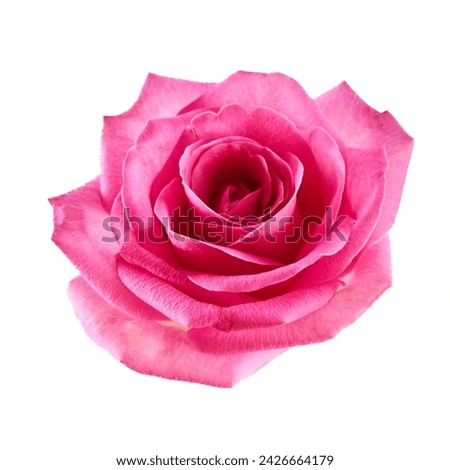 Beautiful pink rose isolated on white background.