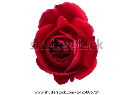 red rose isolated on white background, Beautiful red rose isolated on white, Withered rose on dark gray background and wooden table with fall petals and leaves, design concept of sad Valentine's day