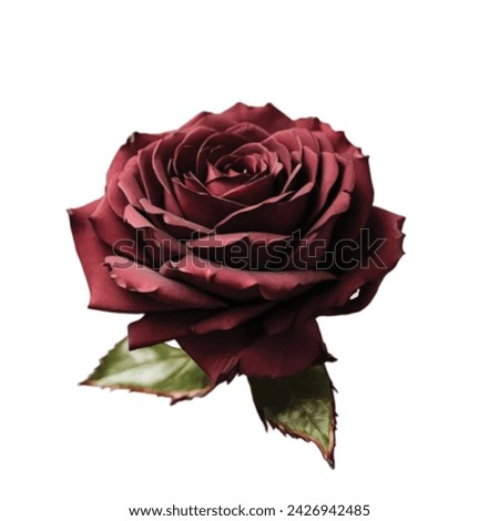 dark wine color rose on white background
