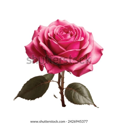 pink color rose on white background 