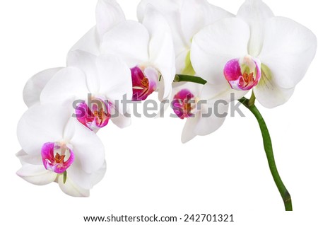 Fresh orchid flower, isolated on white background, DOF