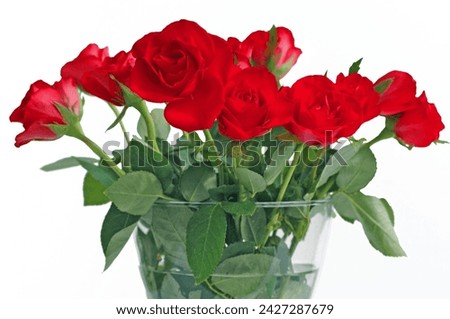 A set of roses in white background