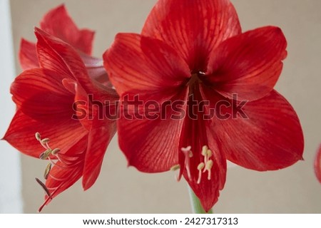 Two red lily flowers close-up on light background