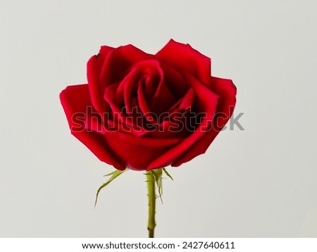 Close up of Red Rose againts White Background