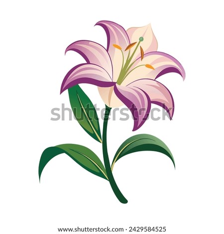 Vector of illustration lily on white