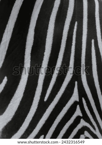 Animal skin Common Zebra or Burchell's Zebra (Equus burchelli) skin striped background texture