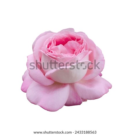 Fresh beautiful pink rose isolated on a white background. Detail for creating a collage