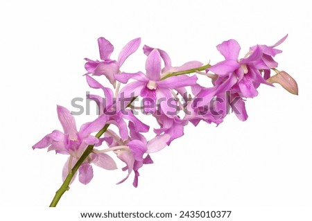 pink orchid with stem closeup on white background
