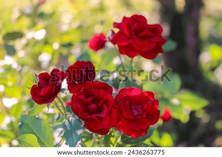 Beautiful red mini roses at sunset. 