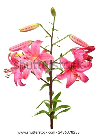 Beautiful bouquet of pink lily flower isolated on white background. Form of a starfish. Flat lay, top view