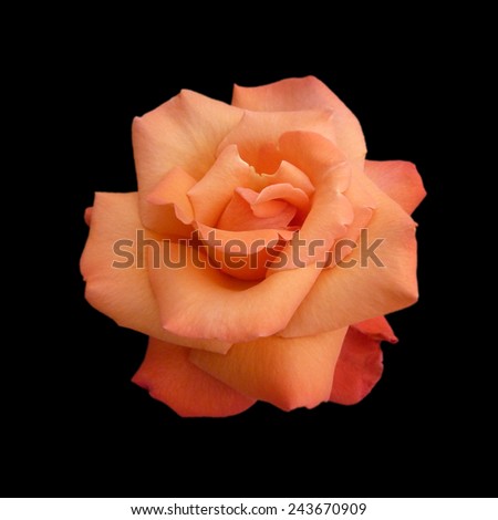 Tea rose isolated on black background