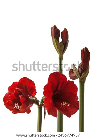 Blooming dark red  hippeastrum (amaryllis) 