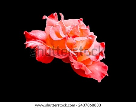 Colorful flowers in a black background