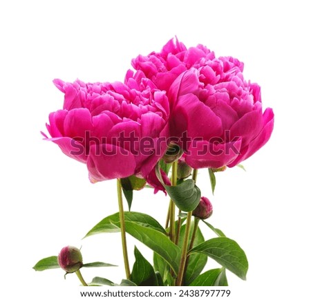 Bouquet of pink peonies isolated on a white background.
