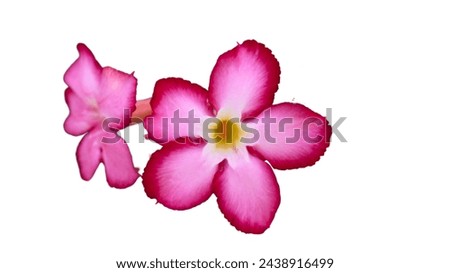 Tropical Periwinkle Paradise: A Kaleidoscope of Color and Charm transparent background 
